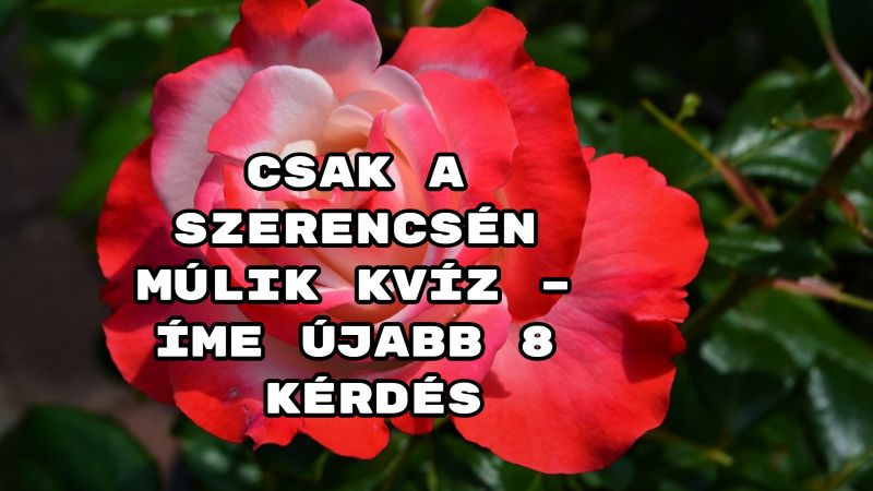 Csak a szerencsén múlik kvíz – íme újabb 8 kérdés