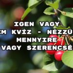 Igen vagy nem kvíz - nézzük, mennyire vagy szerencsés