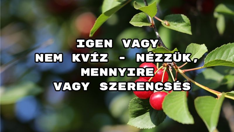 Igen vagy nem kvíz - nézzük, mennyire vagy szerencsés