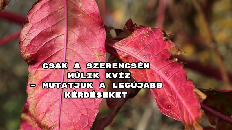 Csak a szerencsén múlik kvíz – Mutatjuk a legújabb kérdéseket